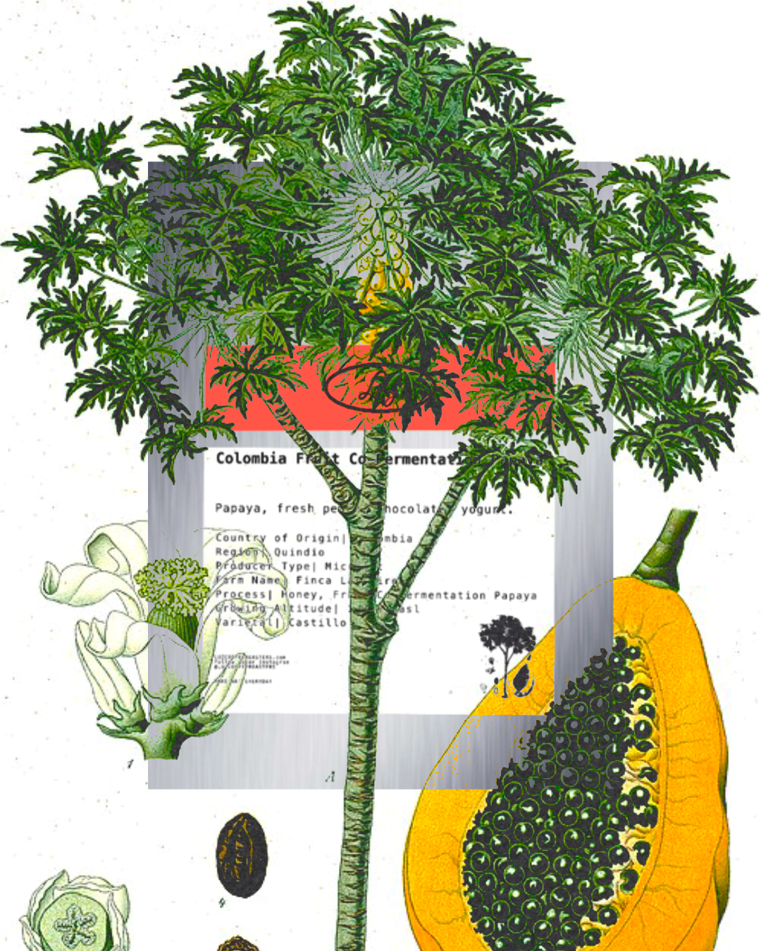 Colombia Fruit Co-Fermentation Papaya