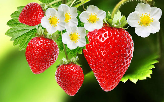Juicy Strawberry (per 1lb)